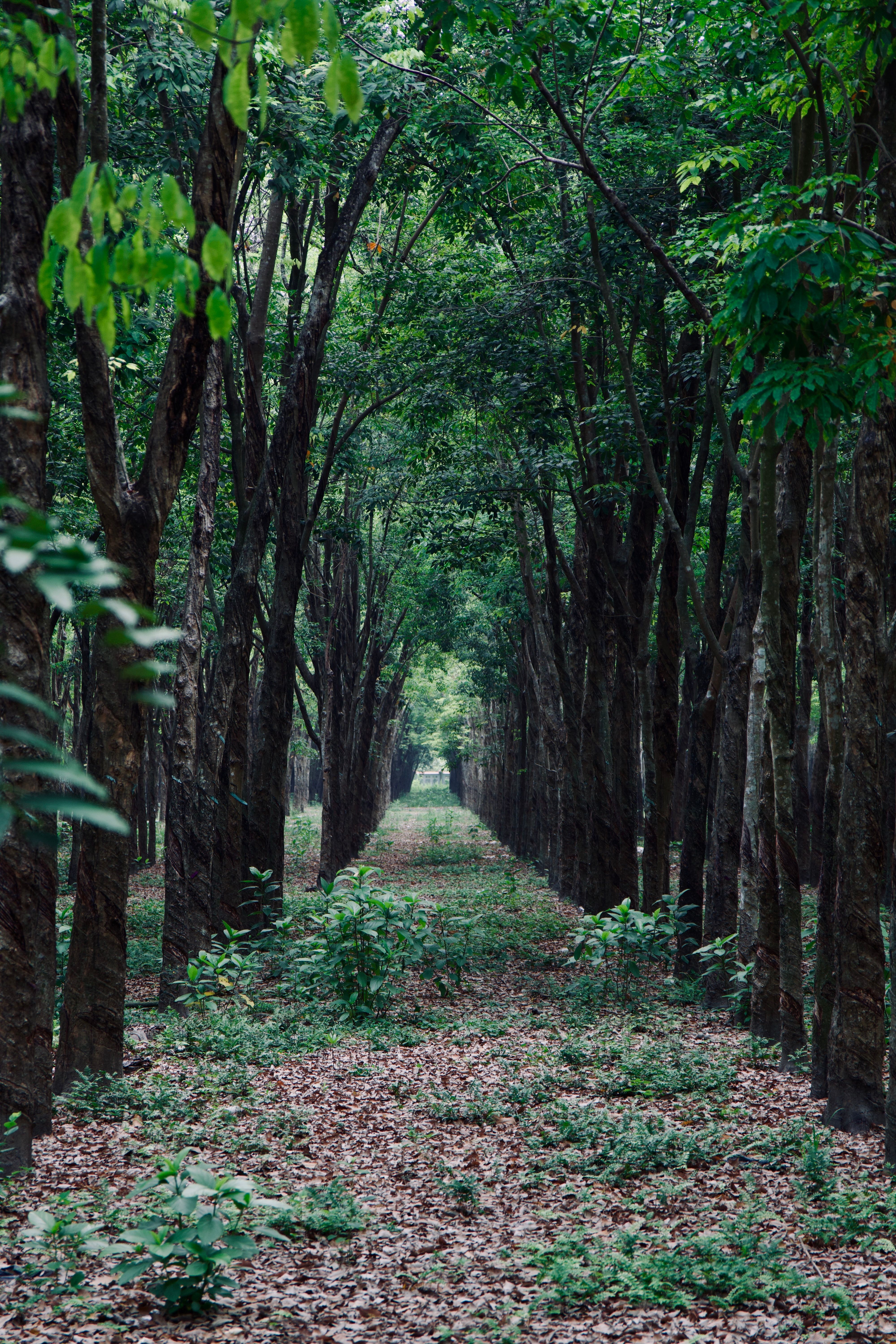 Sustainably managed forest